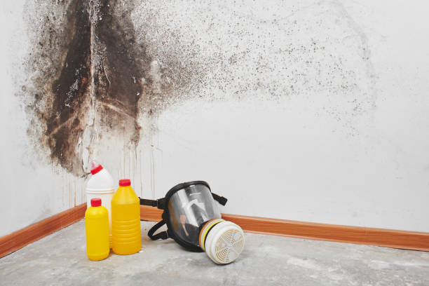 Best Emergency Mold Removal  in Springfield, TN