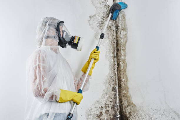 Best Mold Remediation Experts  in Springfield, TN