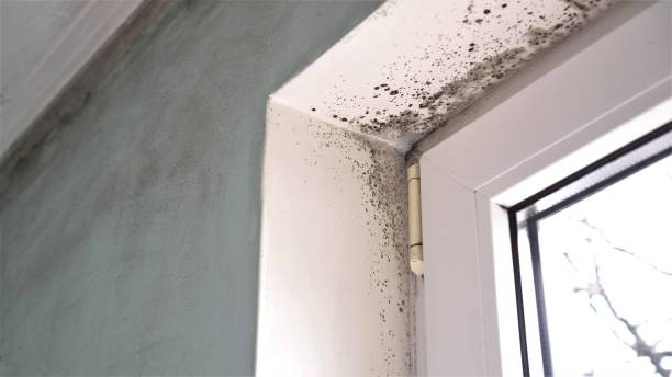 Best Toxic Mold Removal  in Springfield, TN