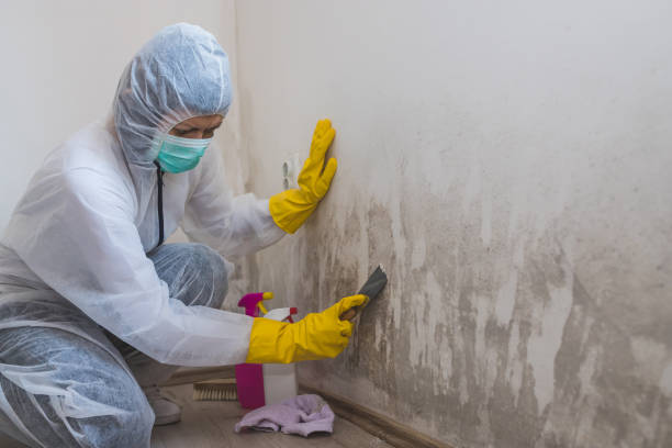 Best Toxic Mold Removal  in Springfield, TN