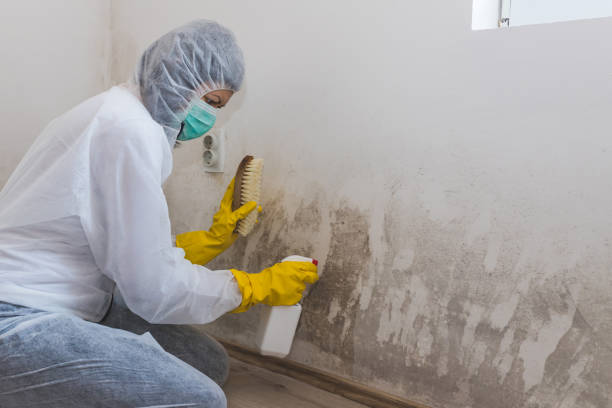 Best Attic Mold Removal  in Springfield, TN