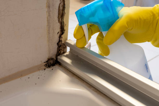 Best Commercial Mold Removal  in Springfield, TN