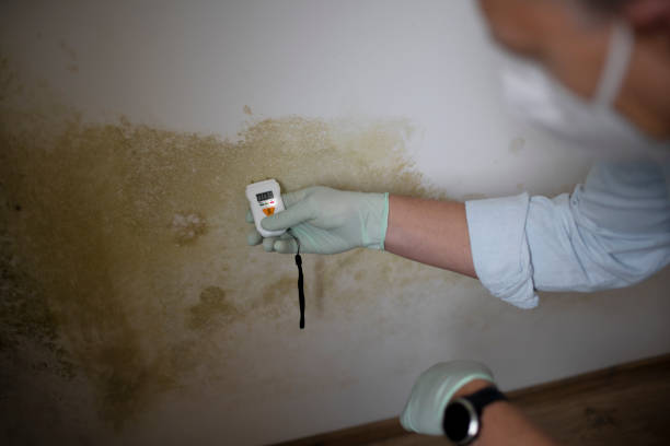 Best Black Mold Removal  in Springfield, TN