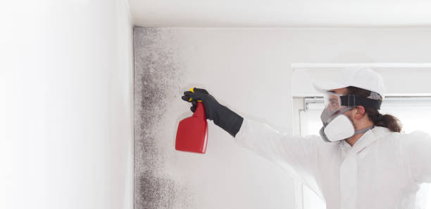 Best Home Mold Removal  in Springfield, TN