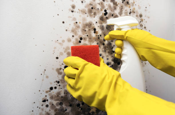 Best Affordable Mold Removal  in Springfield, TN
