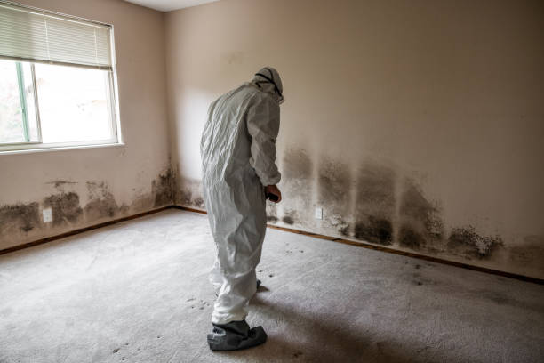 Mold Removal and Inspection in Springfield, TN