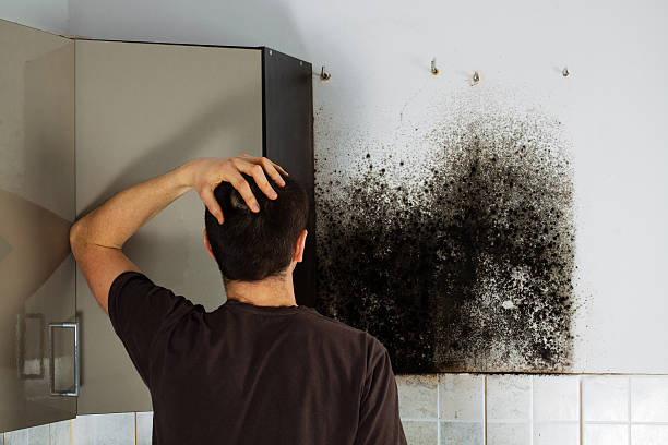 Professional Mold Removal in Springfield, TN