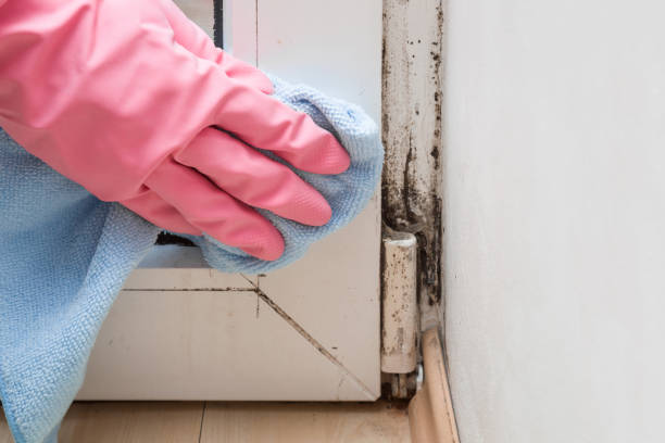 Best Black Mold Removal  in Springfield, TN